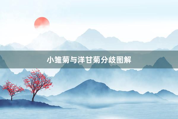 小雏菊与洋甘菊分歧图解